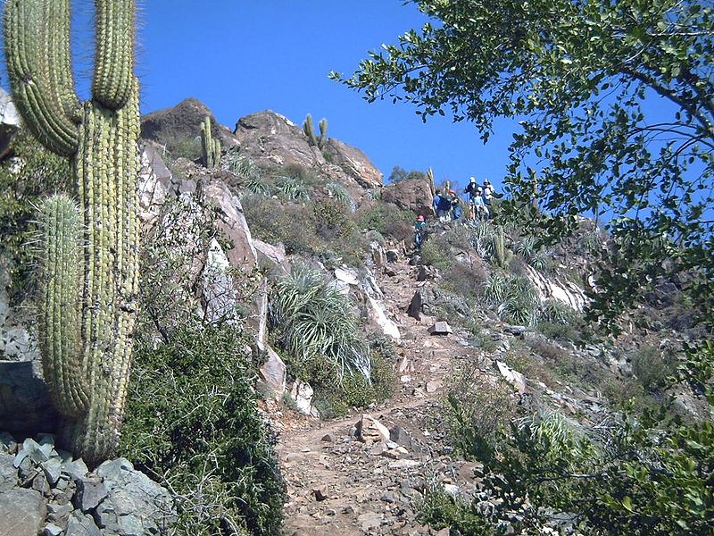 Cumbre del Alto del Naranjo con gran tree Quillay y vista al valle de Santiago, ruta trekking de alta montaña cercana a la ciudad.